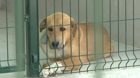 Nakon 15 godina čekanja, zadarske &scaron;apice imaju novi dom: Pogledajte novi azil za životinje