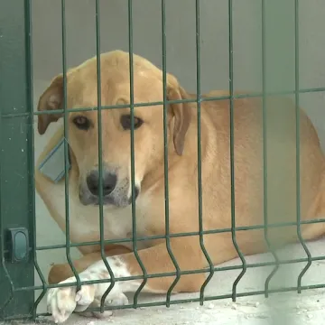 Nakon 15 godina čekanja, zadarske &scaron;apice imaju novi dom: Pogledajte novi azil za životinje