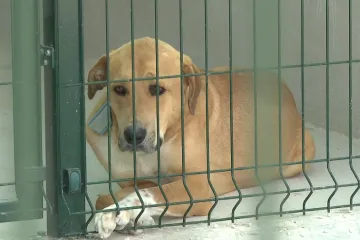 Nakon 15 godina čekanja, zadarske &scaron;apice imaju novi dom: Pogledajte novi azil za životinje