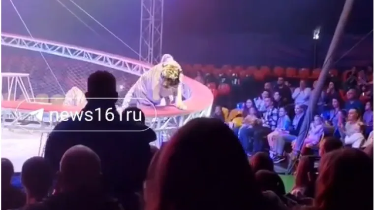 &Scaron;ire se dramatične snimke: Tigar usred cirkuske predstave skočio u publiku!