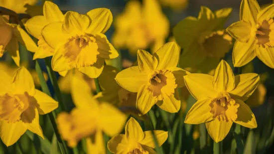 Od grčkog mita do lijeka protiv zaborava: Cvijet moćne simbolike puno je vi&scaron;e od lijepog ukrasa