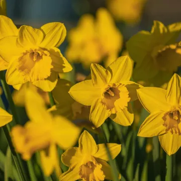 Od grčkog mita do lijeka protiv zaborava: Cvijet moćne simbolike puno je vi&scaron;e od lijepog ukrasa