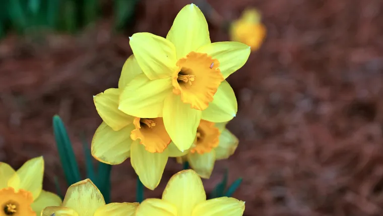 Od grčkog mita do lijeka protiv zaborava: Cvijet moćne simbolike puno je vi&scaron;e od lijepog ukrasa