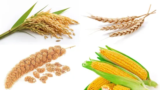 Koristimo ih svakodnevno, no možete li ih prepoznati? Oku&scaron;aj se na pitanjima o žitaricama