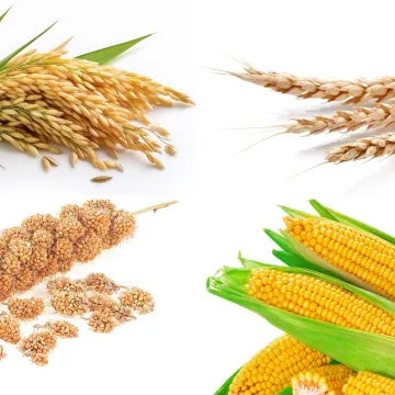 Koriste se svakodnevno, no je li ih te&scaron;ko prepoznati? Oku&scaron;aj se na pitanjima o žitaricama