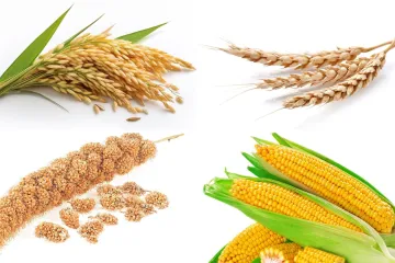 Koristimo ih svakodnevno, no možete li ih prepoznati? Oku&scaron;aj se na pitanjima o žitaricama