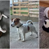 Osvaja karakterom, stavom i inteligencijom: Fotografije koje će vam uljep&scaron;ati dan