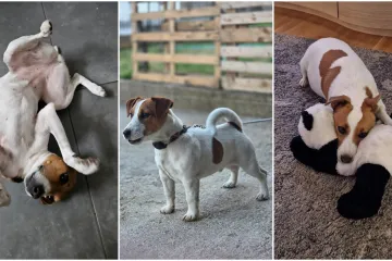 Osvaja karakterom, stavom i inteligencijom: Fotografije koje će vam uljep&scaron;ati dan