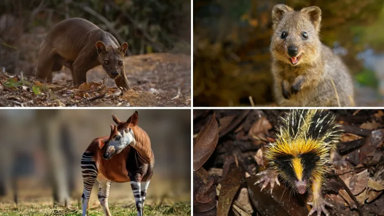 Samo 10 posto ljudi prepoznaje sve ove neobične životinje: Jesi li među njima?