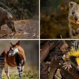 Samo 10% ljudi prepoznaje sve ove neobične životinje: Doznaj jesi li među njima na ovom kvizu