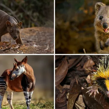 Samo 10% ljudi prepoznaje sve ove neobične životinje: Doznaj jesi li među njima na ovom kvizu