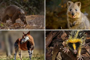 Samo 10% ljudi prepoznaje sve ove neobične životinje: Doznaj jesi li među njima na ovom kvizu