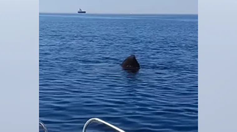 Mirno plovili na sjeveru Jadrana, a onda je izvirila golema crna peraja: 'Ako ga upecamo...'