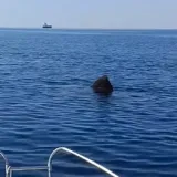 Mirno plovili na sjeveru Jadrana, a onda je izvirila golema crna peraja: 'Ako ga upecamo...'