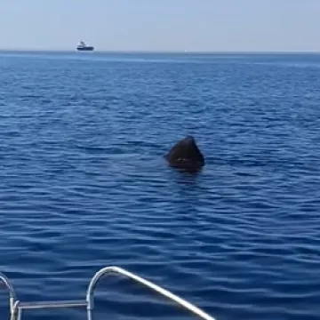 Mirno plovili na sjeveru Jadrana, a onda je izvirila golema crna peraja: 'Ako ga upecamo...'