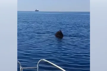 Mirno plovili na sjeveru Jadrana, a onda je izvirila golema crna peraja: 'Ako ga upecamo...'