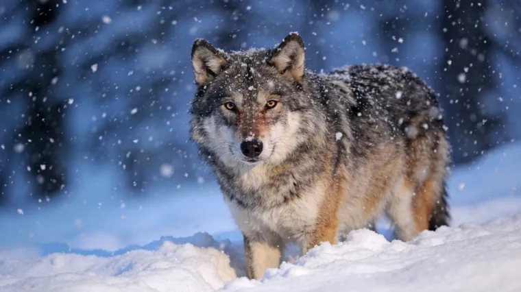 [KVIZ] Jesu li vukovi zaista najopasnije zvijeri? Rije&scaron;i pitanja o njima o doznaj