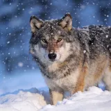 [KVIZ] Jesu li vukovi zaista najopasnije zvijeri? Rije&scaron;i pitanja o njima o doznaj