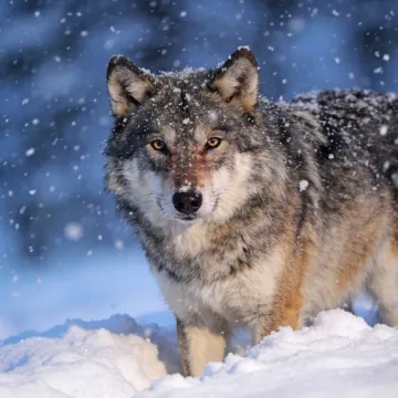 [KVIZ] Jesu li vukovi zaista najopasnije zvijeri? Rije&scaron;i pitanja o njima o doznaj