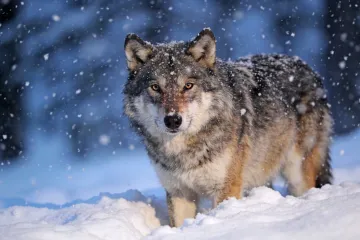 [KVIZ] Jesu li vukovi zaista najopasnije zvijeri? Rije&scaron;i pitanja o njima o doznaj