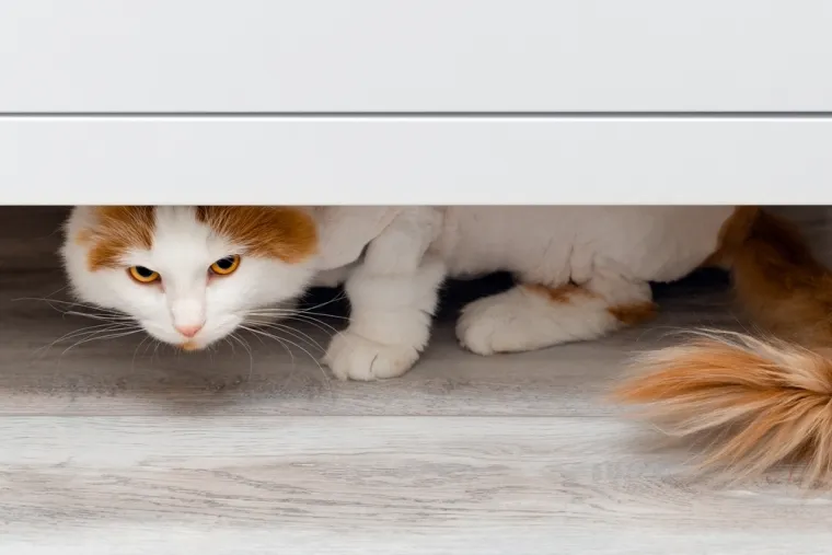 Veterinar upozorava: Ako mačka radi jednu stvar kad vam dođu gosti, poku&scaron;ava vam ne&scaron;to reći