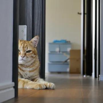 Veterinar upozorava: Ako mačka radi jednu stvar kad vam dođu gosti, poku&scaron;ava vam ne&scaron;to reći