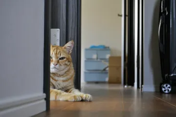 Veterinar upozorava: Ako mačka radi jednu stvar kad vam dođu gosti, poku&scaron;ava vam ne&scaron;to reći