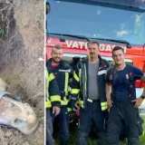 Vatrogasci spasili konja te&scaron;kog vi&scaron;e od pola tone: 'Bio je sretan, dali smo mu vode'