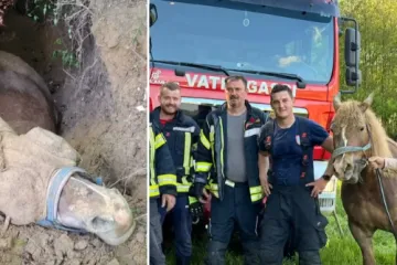Vatrogasci spasili konja te&scaron;kog vi&scaron;e od pola tone: 'Bio je sretan, dali smo mu vode'