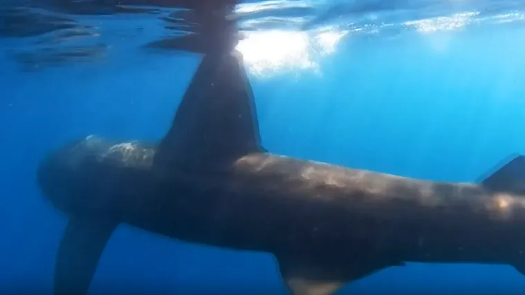 Golema psina već danima pliva Jadranom. Mojmira: 'Prizor koji nitko ne želi vidjeti'