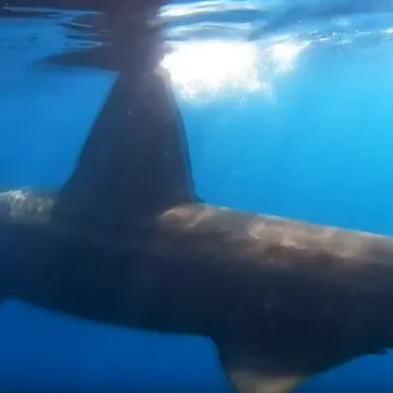 Golema psina već danima pliva Jadranom. Mojmira: 'Prizor koji nitko ne želi vidjeti'