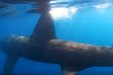 Golema psina već danima pliva Jadranom. Mojmira: 'Prizor koji nitko ne želi vidjeti'