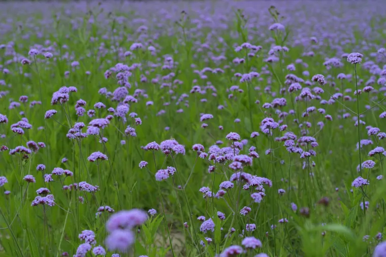 Zaboravite lavandu, ovaj cvijet je magnet za pčele i leptire, a ne traži puno brige