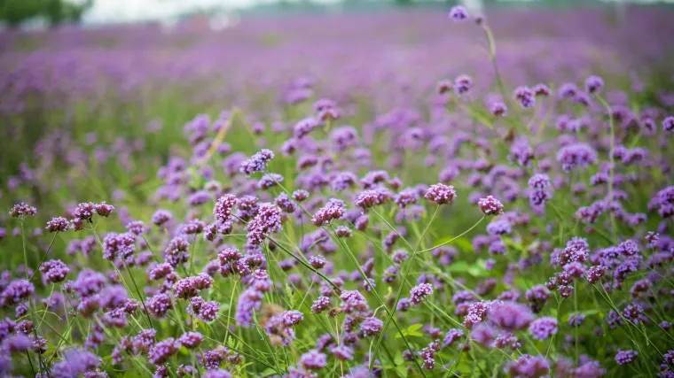 Zaboravite lavandu, ovaj cvijet je magnet za pčele i leptire, a ne traži puno brige