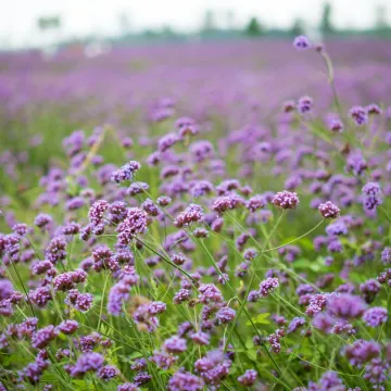 Zaboravite lavandu, ovaj cvijet je magnet za pčele i leptire, a ne traži puno brige
