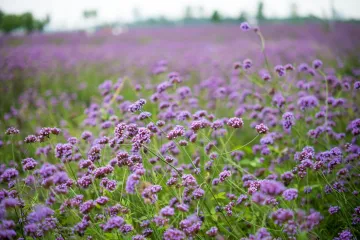 Zaboravite lavandu, ovaj cvijet je magnet za pčele i leptire, a ne traži puno brige