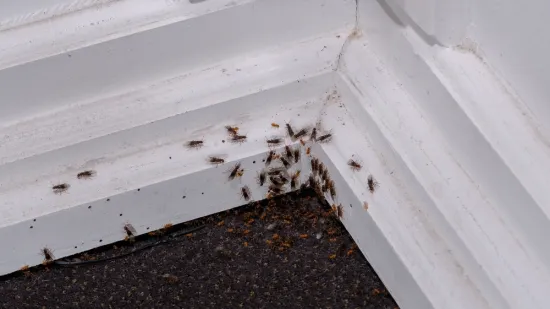 Rije&scaron;ite se muha i mrava uz pomoć sastojaka koje imate kod kuće: 'Samo ih raspr&scaron;ite'