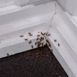 Rije&scaron;ite se muha i mrava uz pomoć sastojaka koje imate kod kuće: 'Samo ih raspr&scaron;ite'