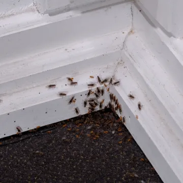 Rije&scaron;ite se muha i mrava uz pomoć sastojaka koje imate kod kuće: 'Samo ih raspr&scaron;ite'