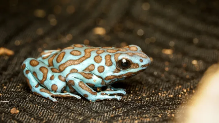 [KVIZ] Izazov o žabama zbunjuje čak i ljubitelje prirode: Dokaži da pitanja nisu toliko te&scaron;ka