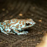 [KVIZ] Izazov o žabama zbunjuje čak i ljubitelje prirode: Dokaži da pitanja nisu toliko te&scaron;ka