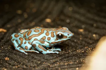 [KVIZ] Izazov o žabama zbunjuje čak i ljubitelje prirode: Dokaži da pitanja nisu toliko te&scaron;ka