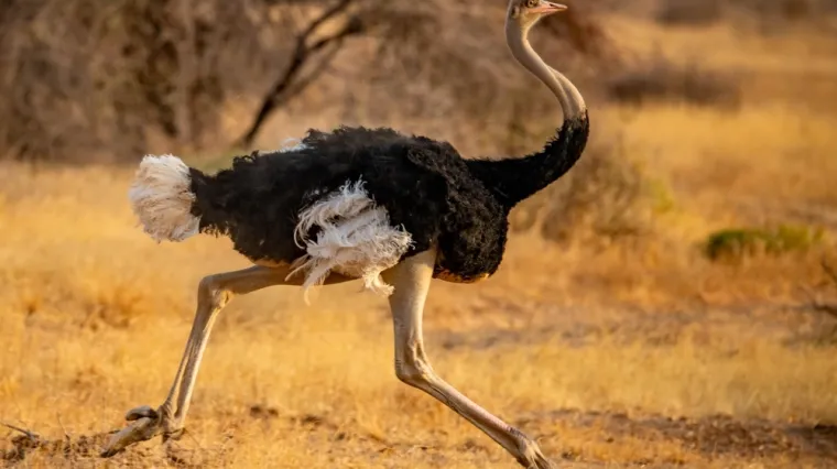 [KVIZ] Ako rije&scaron;i&scaron; sve točno, tvoje znanje o velikim pticama je iznad prosjeka