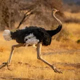 [KVIZ] Ako rije&scaron;i&scaron; sve točno, tvoje znanje o velikim pticama je iznad prosjeka