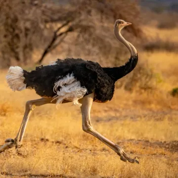 [KVIZ] Ako rije&scaron;i&scaron; sve točno, tvoje znanje o velikim pticama je iznad prosjeka
