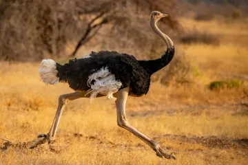[KVIZ] Ako rije&scaron;i&scaron; sve točno, tvoje znanje o velikim pticama je iznad prosjeka