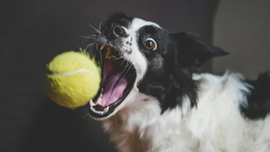 Veterinari uputili ozbiljno upozorenje. Omiljena igračka va&scaron;eg psa je tempirana bomba