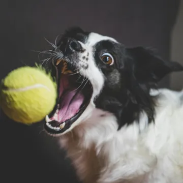 Veterinari uputili ozbiljno upozorenje. Omiljena igračka va&scaron;eg psa je tempirana bomba