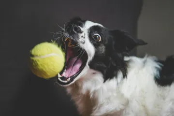 Veterinari uputili ozbiljno upozorenje. Omiljena igračka va&scaron;eg psa je tempirana bomba