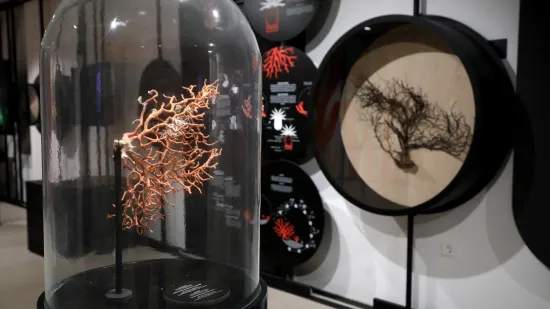 Hrvatski centar koralja Zlarin jedan je od dobitnika Europske nagrade za ba&scaron;tinu